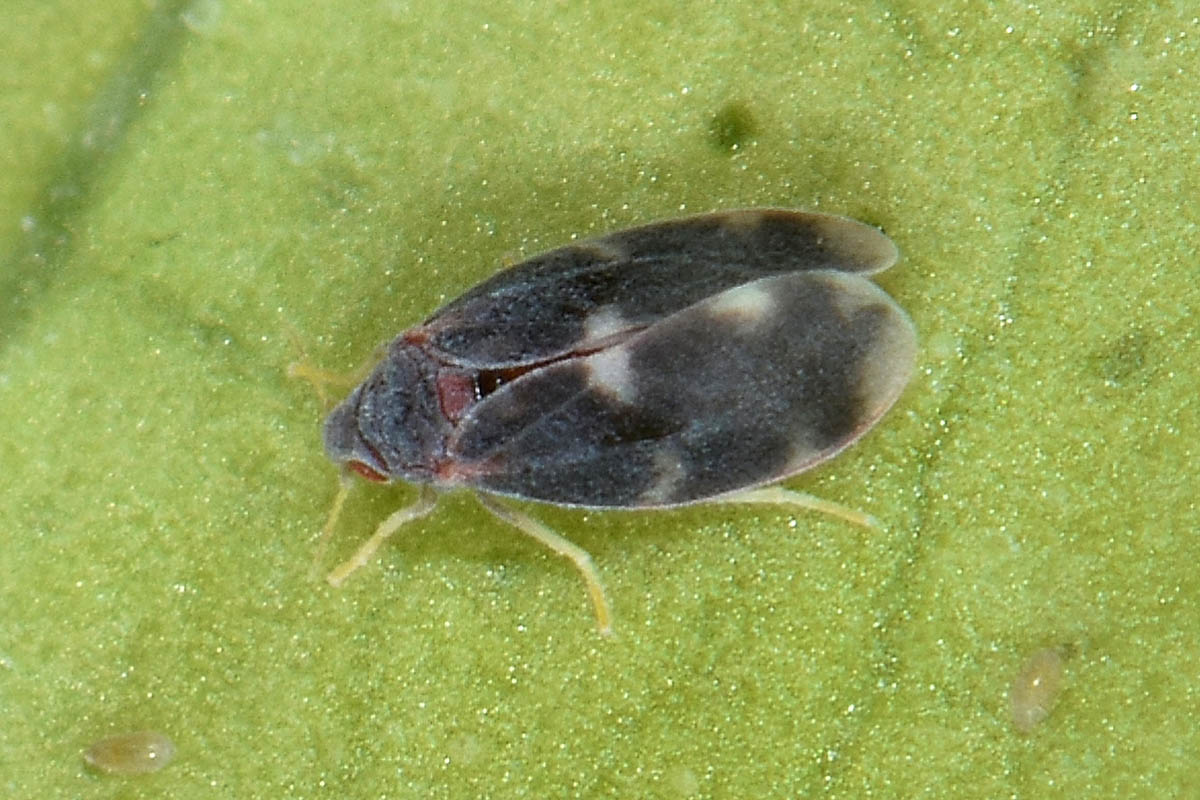 Aleyrodidae: Aleurocanthus spiniferus?  S, con stadi giovanili da det.